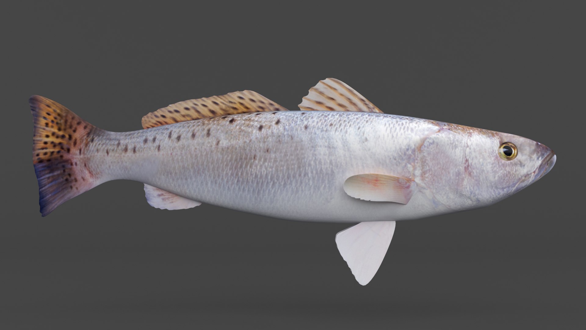 3D Seatrout Fish - TurboSquid 2113970