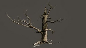 600-year-old dead oak - ENT 06 3D model