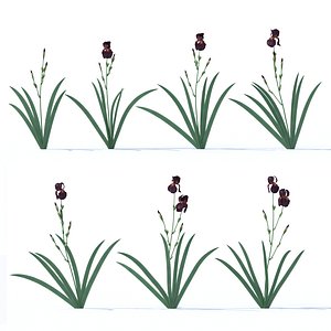 3D iris plant flower model