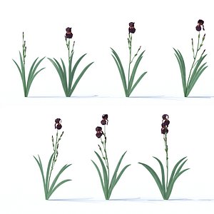 3D iris plant flower model
