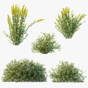 AV 7 different bush Linaria Vulgaris Yellow Toadflax and Gypsophila Paniculata Snowflake Breath