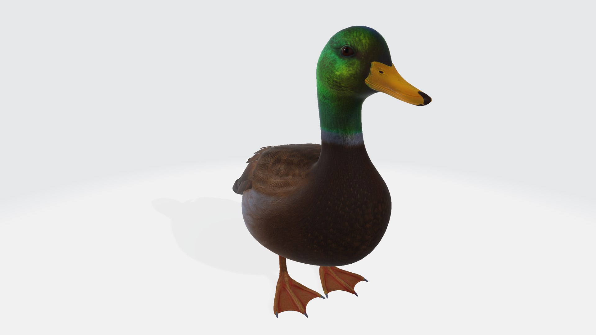 Duck 3D Model - TurboSquid 2305769