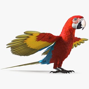 Red and Green Macaw Parrot Rigged for Maya 3D model