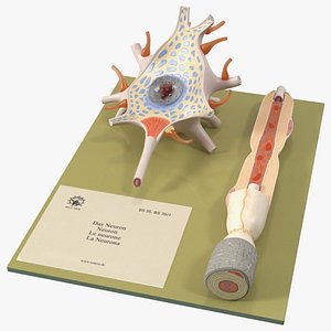 3D model Human Neuron Model Cross-Section on Stand