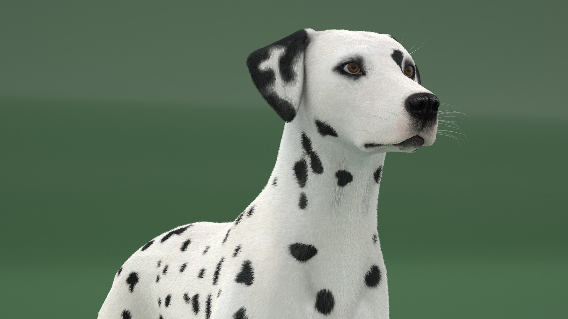 Spotted Dalmatian Dog Fur Rigged 3D model https://p.turbosquid.com/ts-thumb/Xq/l9knKR/qu/spotted_dalmatian_dog_fur_rigged_010/jpg/1746172238/1920x1080/fit_q87/8bad5061cf396baa2a122eb404a49b6531aab3f1/spotted_dalmatian_dog_fur_rigged_010.jpg
