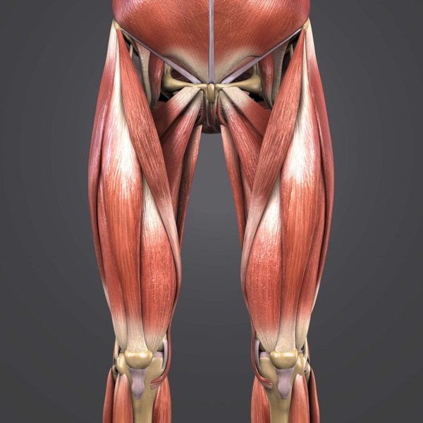 3D muscles body skeleton - TurboSquid 1273523