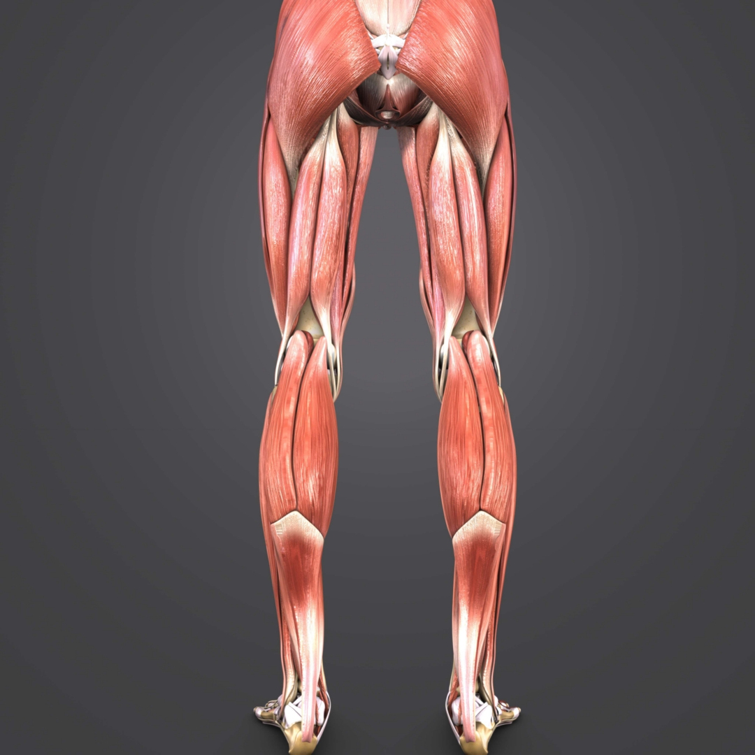 3D muscles body skeleton - TurboSquid 1273523