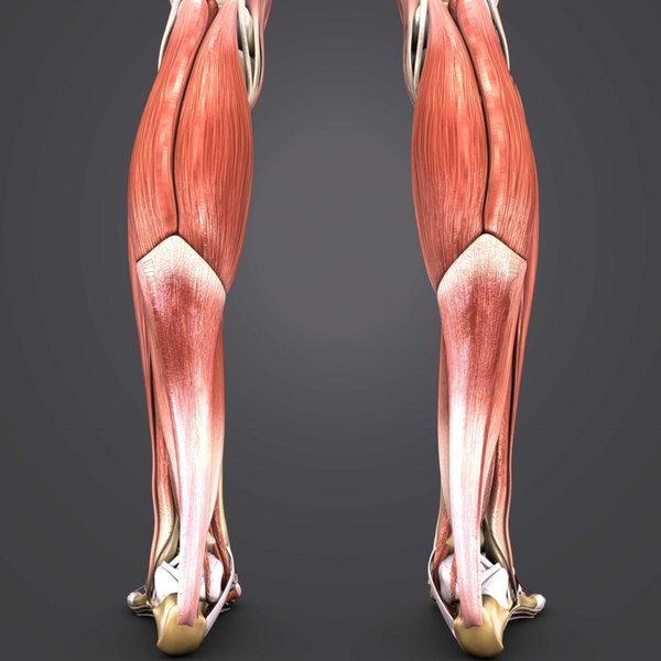 3d Muscles Body Skeleton - Turbosquid 1273523