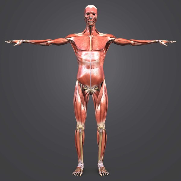 3D muscles body skeleton - TurboSquid 1273523