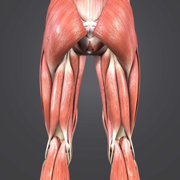 3D muscles body skeleton - TurboSquid 1273523