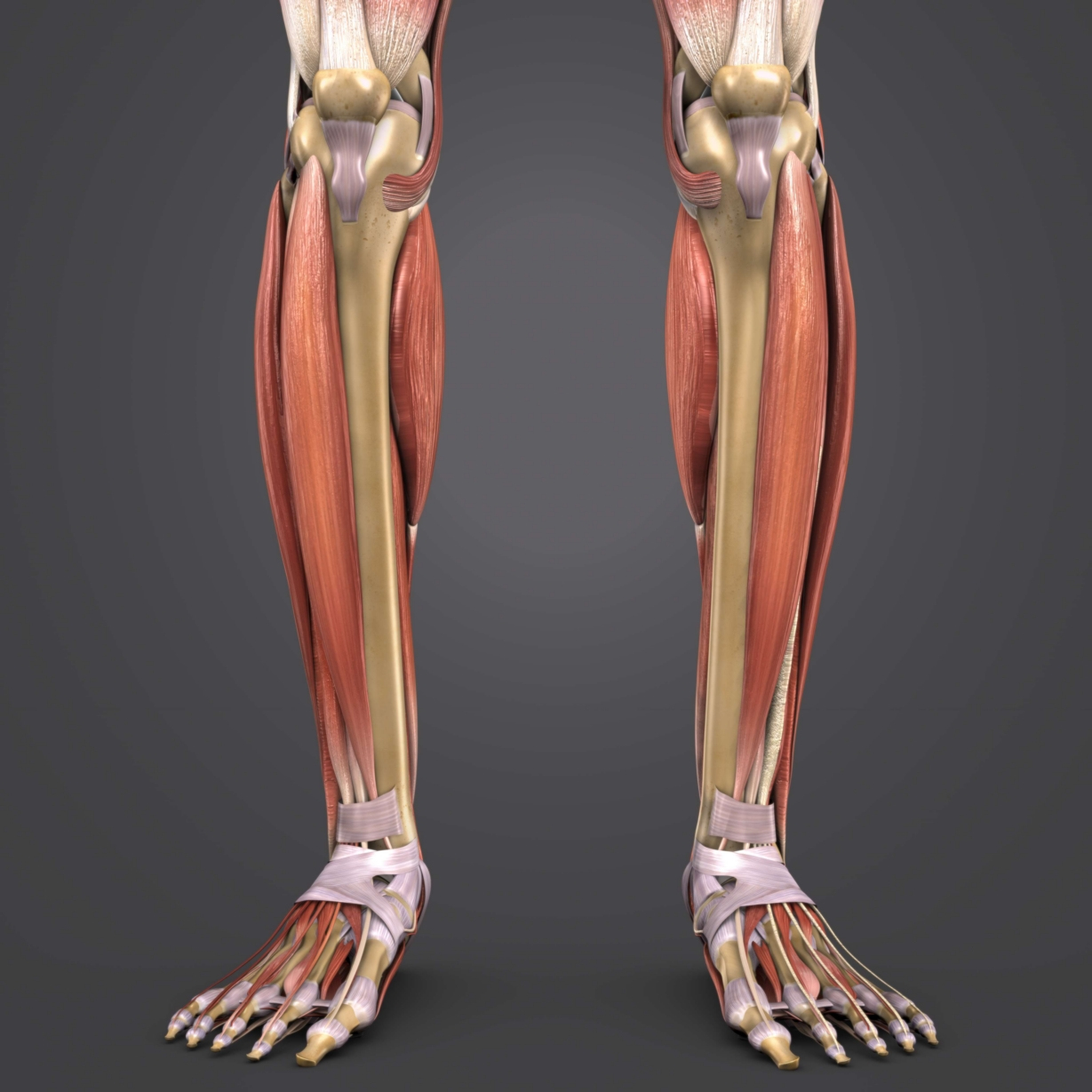 3D muscles body skeleton - TurboSquid 1273523