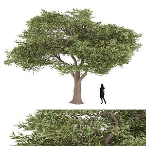 Acacia tree vol 15 3D model