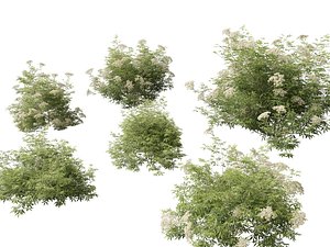 3D Sambucus nigra - European elder