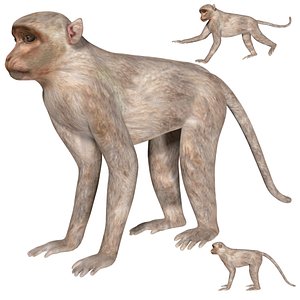 Fully Rigged low poly Monkey