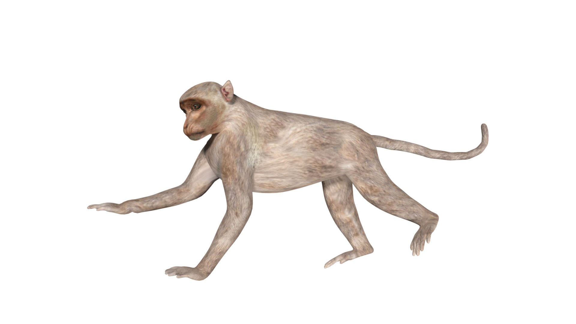 3D Fully Rigged Low Poly Monkey - TurboSquid 1754332