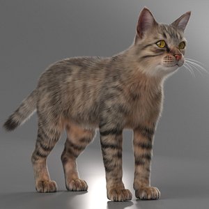 Short Haired Grey Cat Fur For Maya