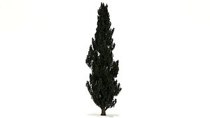 populus nigra tree 3D model