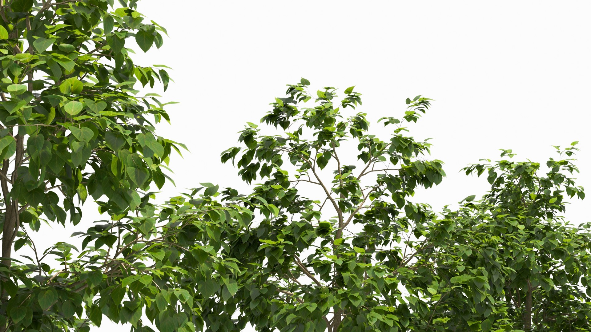 3D Catalpa tree model https://p.turbosquid.com/ts-thumb/Xr/FfYzc8/VE/catalpa_7_3_5/jpg/1674116700/1920x1080/fit_q87/c63794fed7cef045d9e152d13f1677a1ee466192/catalpa_7_3_5.jpg