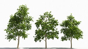3D Catalpa tree model