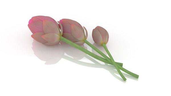 蓮の花のつぼみ3Dモデル - TurboSquid 1637534