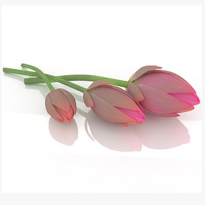 Lotus water lily flower bud decor