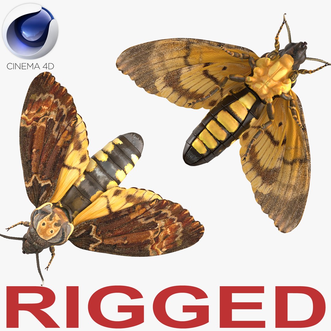 Deaths Head Hawkmoth Rigged for Cinema 4D 3D model preview