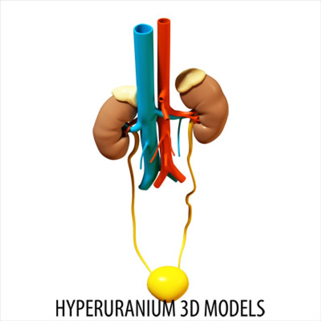 kidney surrenal gland 3d model https://p.turbosquid.com/ts-thumb/Xr/PBXJBo/2oksFWid/kidney_05/jpg/1121876602/1920x1080/fit_q87/ebe4ae42ee923c3e85358edfe5231d3c0ba80b3b/kidney_05.jpg