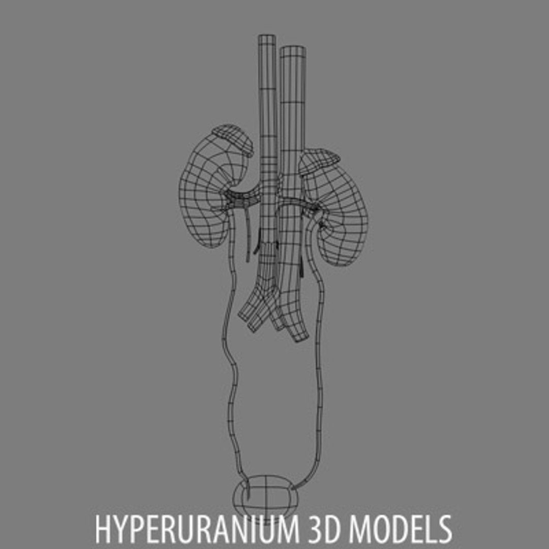kidney surrenal gland 3d model https://p.turbosquid.com/ts-thumb/Xr/PBXJBo/45vJx5i4/kidneywire_02/jpg/1121876666/1920x1080/fit_q87/3ff278e72297ba1b9086baf25e3754dc57a193c4/kidneywire_02.jpg