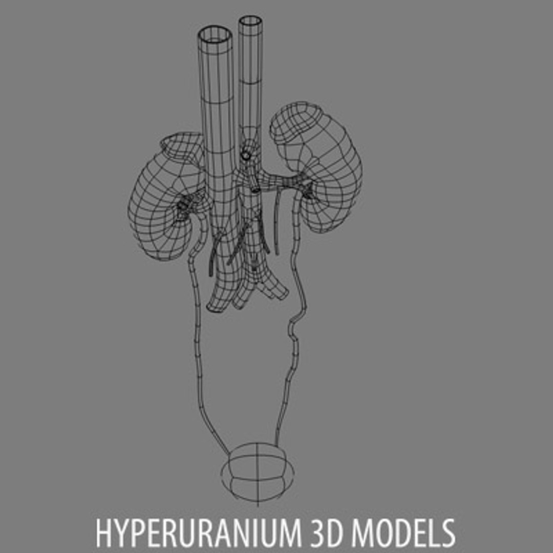 kidney surrenal gland 3d model https://p.turbosquid.com/ts-thumb/Xr/PBXJBo/G9LM30Nr/kidneywire_04/jpg/1121876619/1920x1080/fit_q87/8a86d9277cabd9a5d81f9bbfd0f7b954767bc576/kidneywire_04.jpg