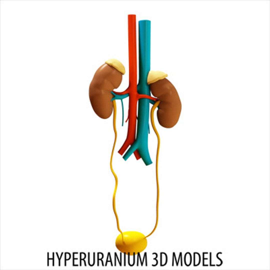 kidney surrenal gland 3d model https://p.turbosquid.com/ts-thumb/Xr/PBXJBo/jyPnHDub/kidney_02/jpg/1121876588/1920x1080/fit_q87/4c6b6f9a6d7de781316d3dccfb48acf9017e6444/kidney_02.jpg