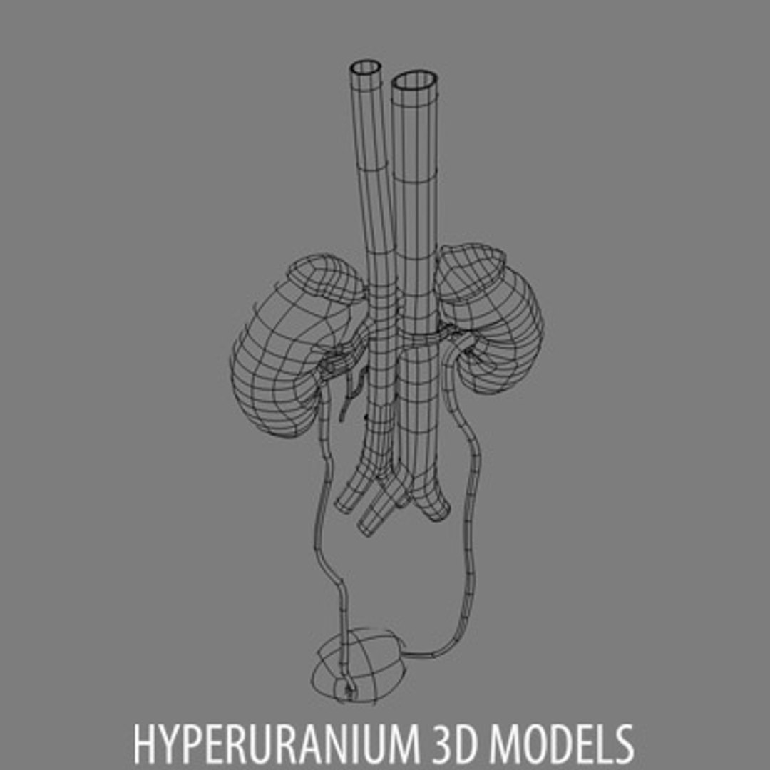 kidney surrenal gland 3d model https://p.turbosquid.com/ts-thumb/Xr/PBXJBo/kLc5ymka/kidneywire_03/jpg/1121876670/1920x1080/fit_q87/4c9cf3d08f0bf97cdfdca565c8124566acc4d7ca/kidneywire_03.jpg