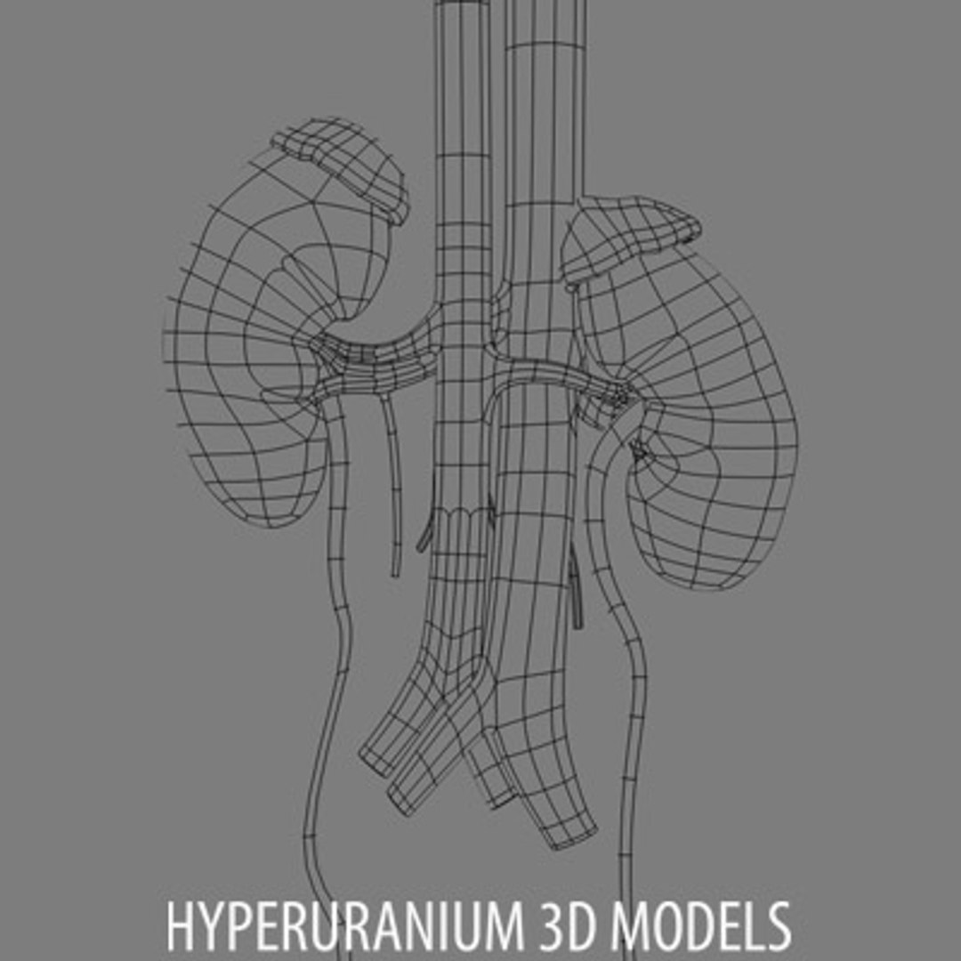kidney surrenal gland 3d model https://p.turbosquid.com/ts-thumb/Xr/PBXJBo/vKQaxdQD/kidneywire_05/jpg/1121876622/1920x1080/fit_q87/66497144a35e2c02b3db7752f39977fbee945beb/kidneywire_05.jpg