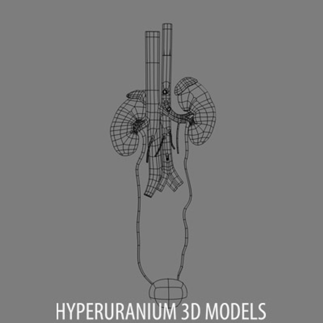 kidney surrenal gland 3d model https://p.turbosquid.com/ts-thumb/Xr/PBXJBo/xaaFWG7C/kidneywire_01/jpg/1121876663/1920x1080/fit_q87/c87031673fcd173ebbef7fee6d9d49f77162e843/kidneywire_01.jpg