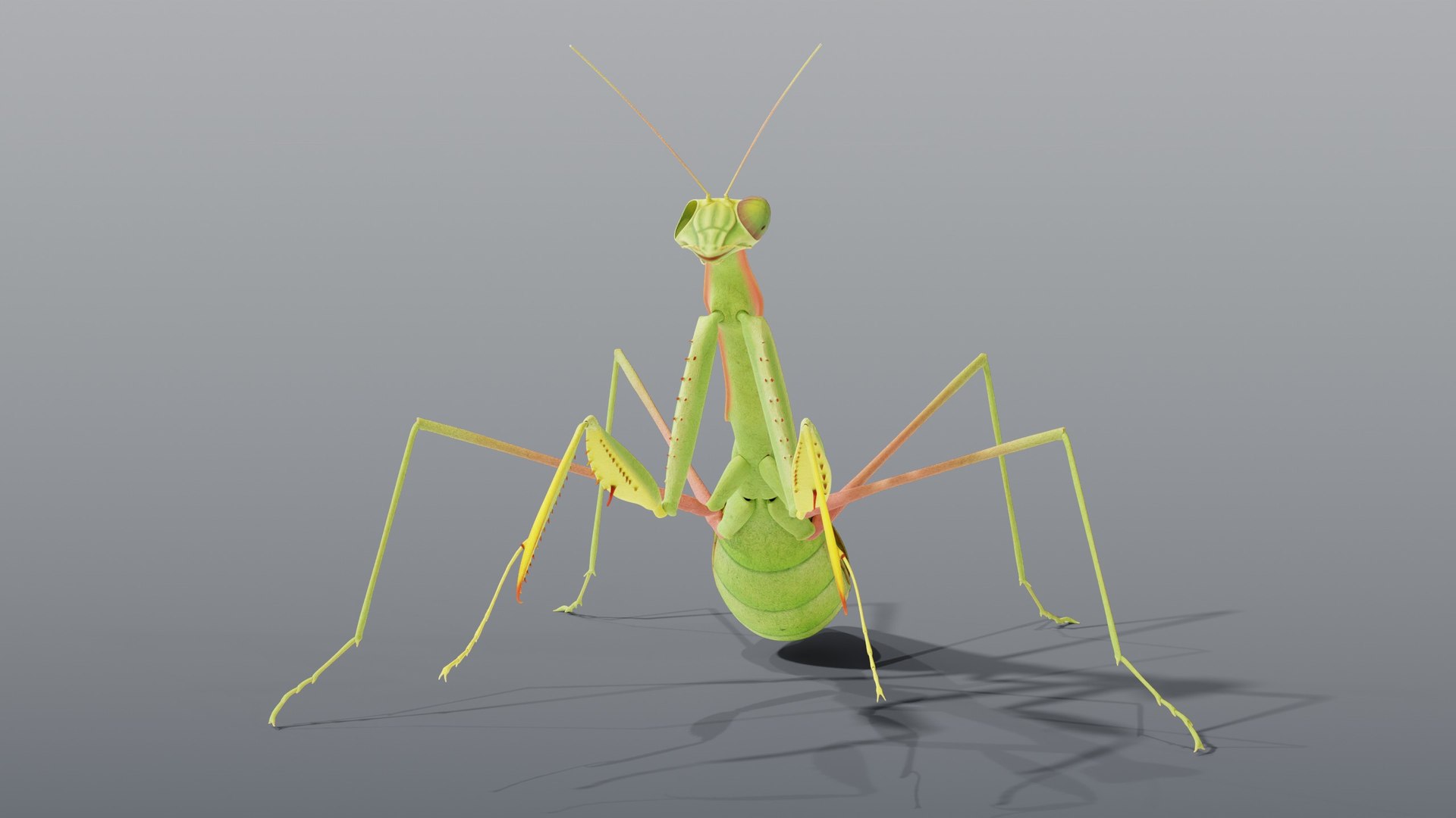 praying mantis rigged max https://p.turbosquid.com/ts-thumb/Xr/TbSoix/2k/05_mantis_05_front/jpg/1791083084/1920x1080/fit_q87/f4797cb48b822745fb1a6a5ee5df04734444f946/05_mantis_05_front.jpg