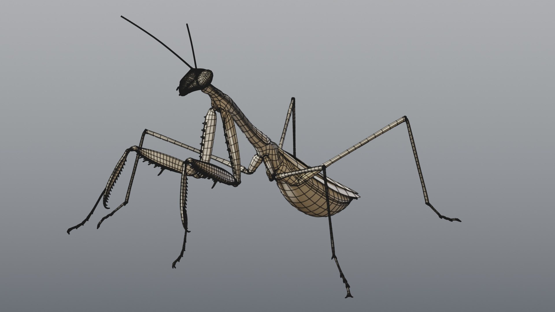 praying mantis rigged max https://p.turbosquid.com/ts-thumb/Xr/TbSoix/6s/09_mantis_09_wire_clay/jpg/1791083111/1920x1080/fit_q87/95fc362ba3e4795acd75bf348e2a0326d118de41/09_mantis_09_wire_clay.jpg
