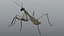 Praying Mantis - Rigged PBR