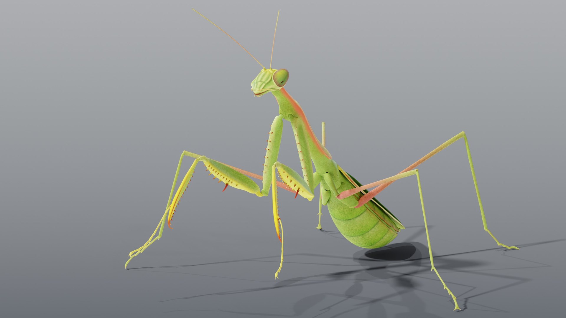 praying mantis rigged max https://p.turbosquid.com/ts-thumb/Xr/TbSoix/Ba/07_mantis_07_head/jpg/1791083092/1920x1080/fit_q87/380186d742009ba3d0b9be157b796015701b8942/07_mantis_07_head.jpg