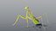 Praying Mantis - Rigged PBR