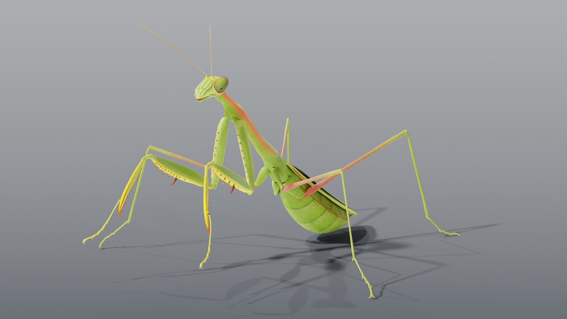 praying mantis rigged max https://p.turbosquid.com/ts-thumb/Xr/TbSoix/St/02_mantis_02_hero/jpg/1791083059/1920x1080/fit_q87/d70d44e2147819a96c2f295cb288ab6f2240c7c8/02_mantis_02_hero.jpg