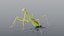 Praying Mantis - Rigged PBR