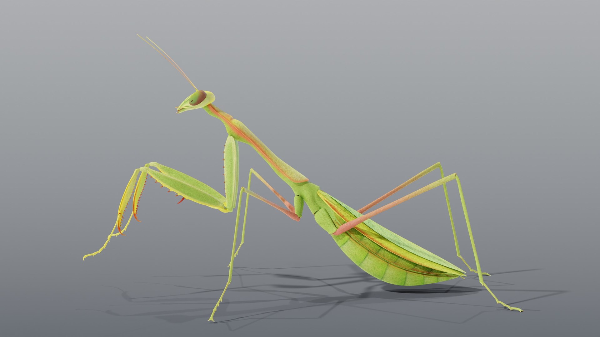 praying mantis rigged max https://p.turbosquid.com/ts-thumb/Xr/TbSoix/bO/03_mantis_03_side/jpg/1791083067/1920x1080/fit_q87/0240e4fbefe8a314ae04862fb2ad7130ad467781/03_mantis_03_side.jpg