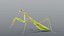 Praying Mantis - Rigged PBR