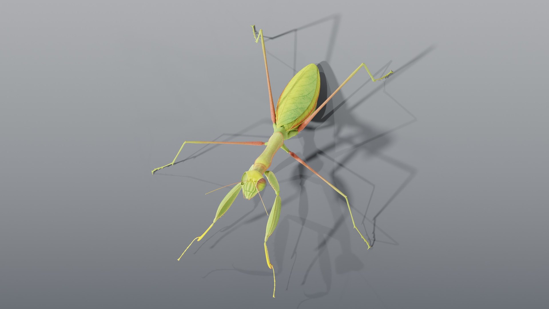 praying mantis rigged max https://p.turbosquid.com/ts-thumb/Xr/TbSoix/g4/06_mantis_06_top/jpg/1791083084/1920x1080/fit_q87/24063812c2c20996c2e28a6ca4651f4d62f171c7/06_mantis_06_top.jpg