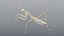 Praying Mantis - Rigged PBR