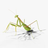 Praying Mantis - Rigged PBR