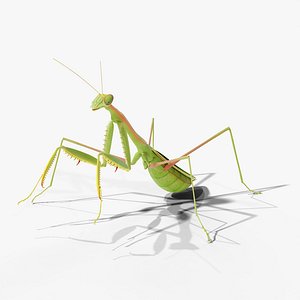 Praying Mantis - Rigged PBR
