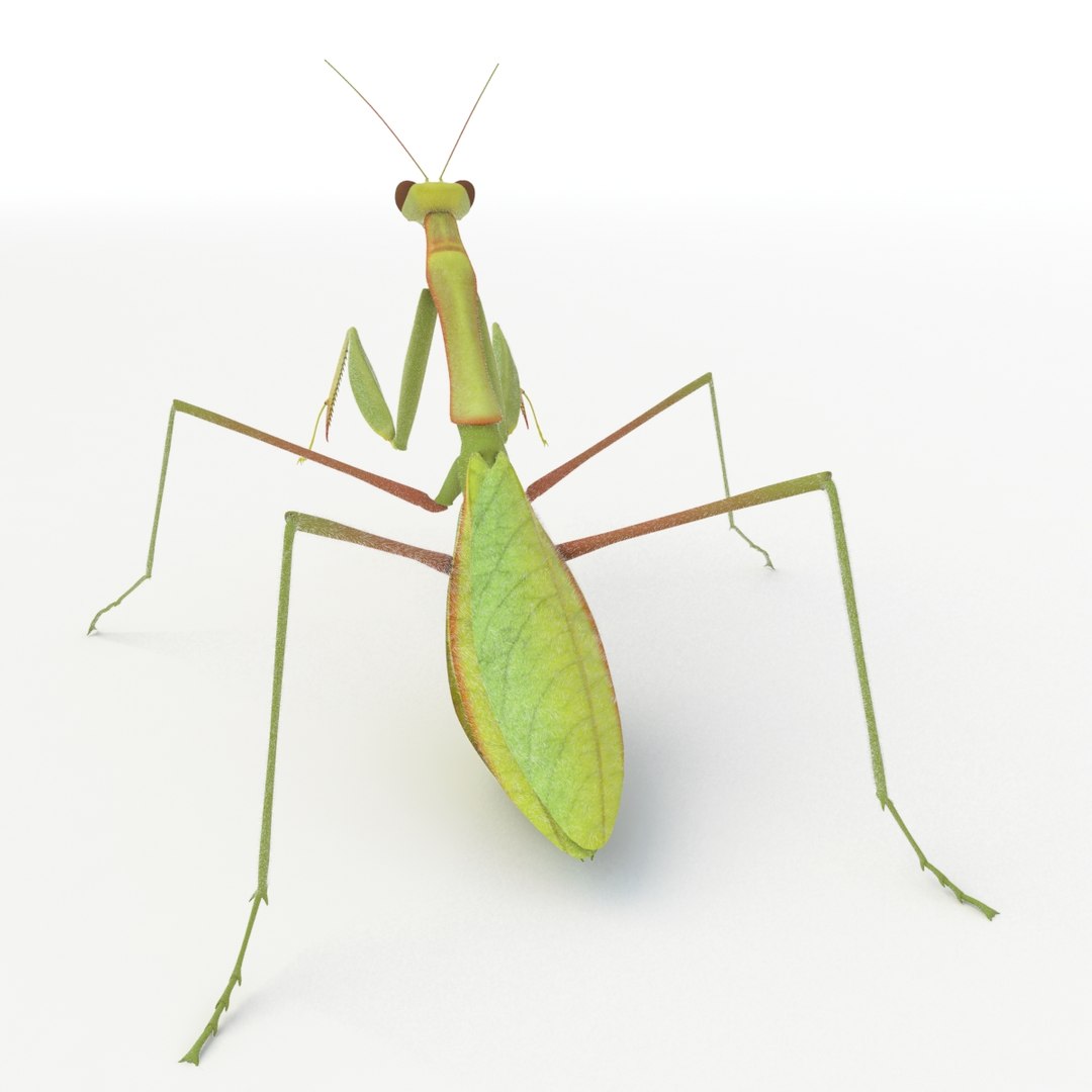 praying mantis rigged max