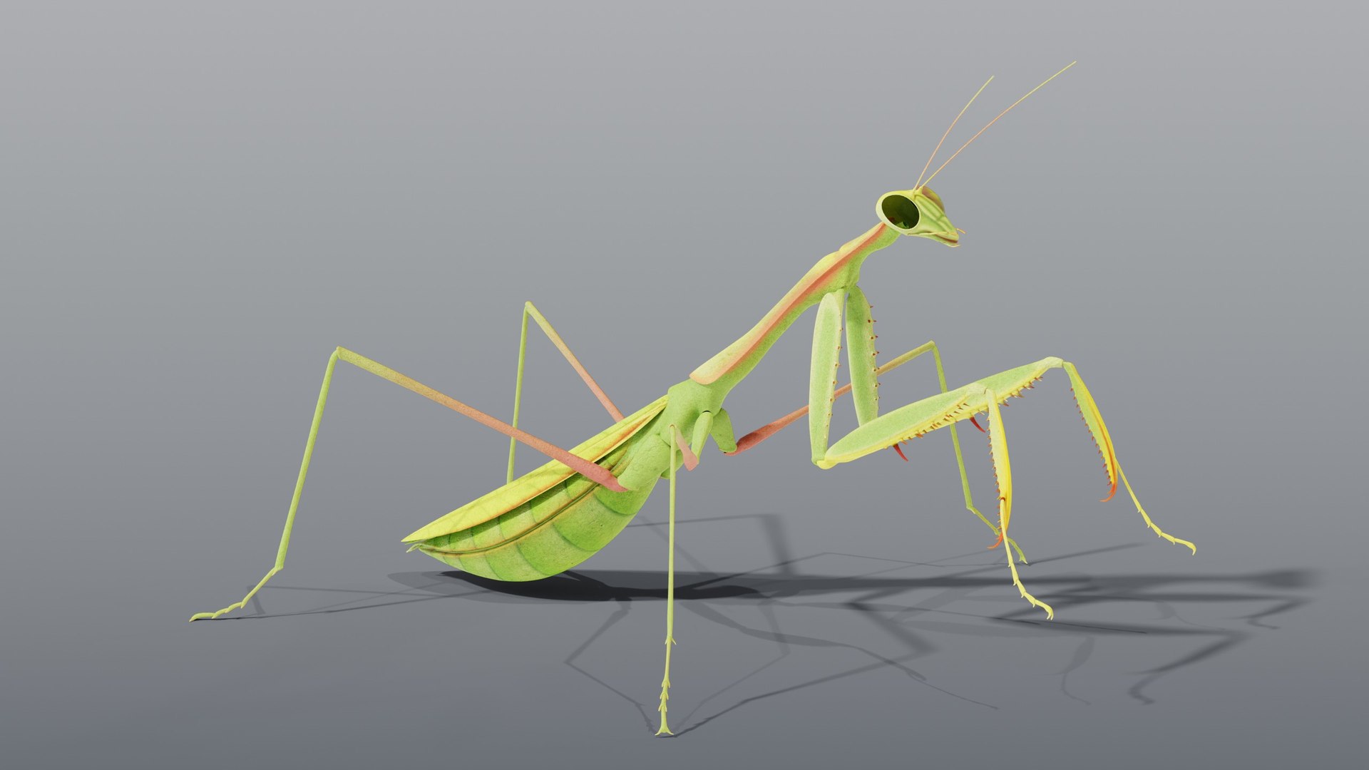 praying mantis rigged max https://p.turbosquid.com/ts-thumb/Xr/TbSoix/yQ/04_mantis_04_otherside/jpg/1791083075/1920x1080/fit_q87/e79e76272da0b0a1f6aad88f0ea9887bfca7fde0/04_mantis_04_otherside.jpg