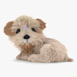 3D Maltipoo Dog Puppy Rigged model