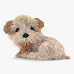 Maltipoo Dog Puppy Rigged